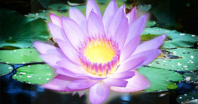Lotus Liefde